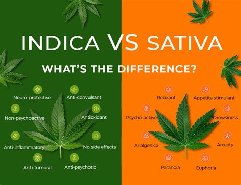 indica and sativa are fake